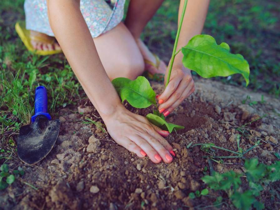 Cum pregătești grădina pentru un nou sezon de plantare